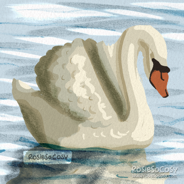 Illustration of a white swan, swimming in water.